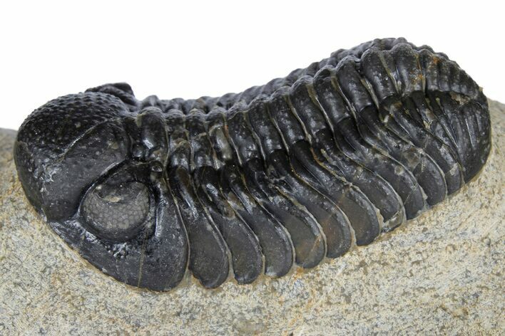 Austerops Trilobite - Nice Eye Facets #181409